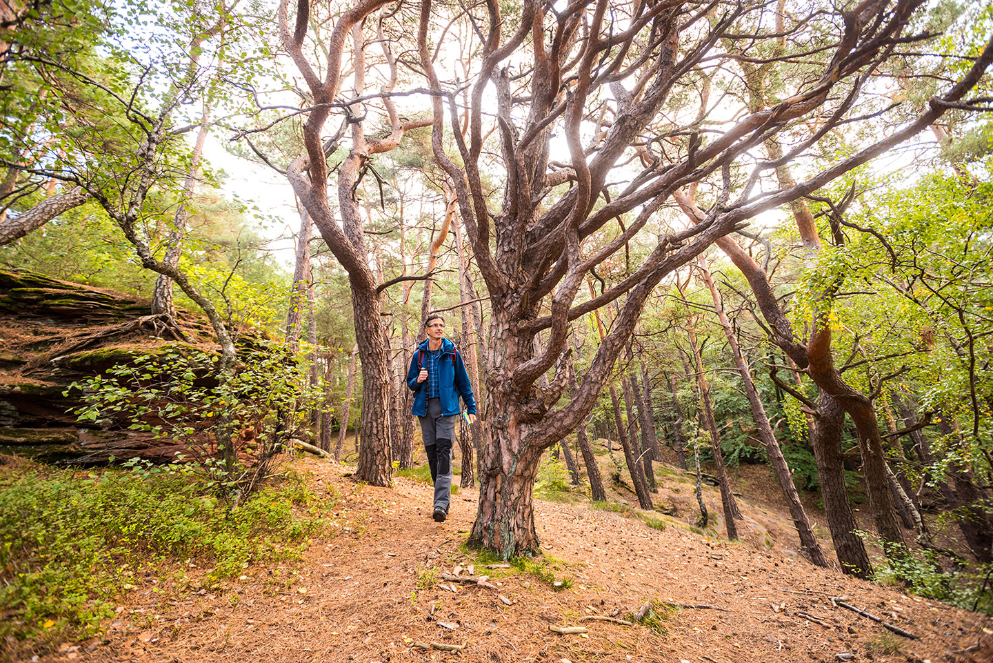 Wanderer auf dem Hauensteiner Schusterpfad