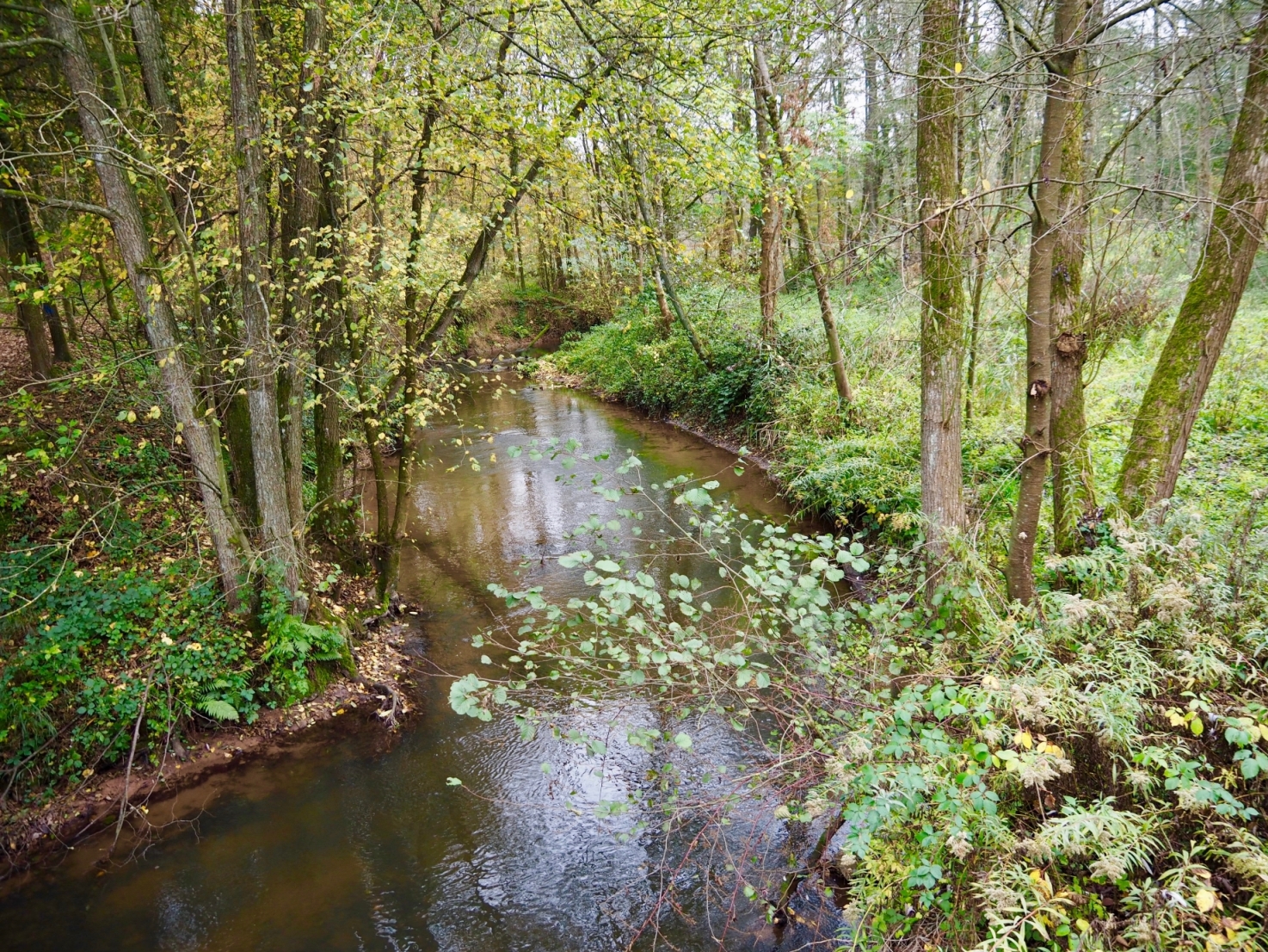 Unterwegs im Bienwald