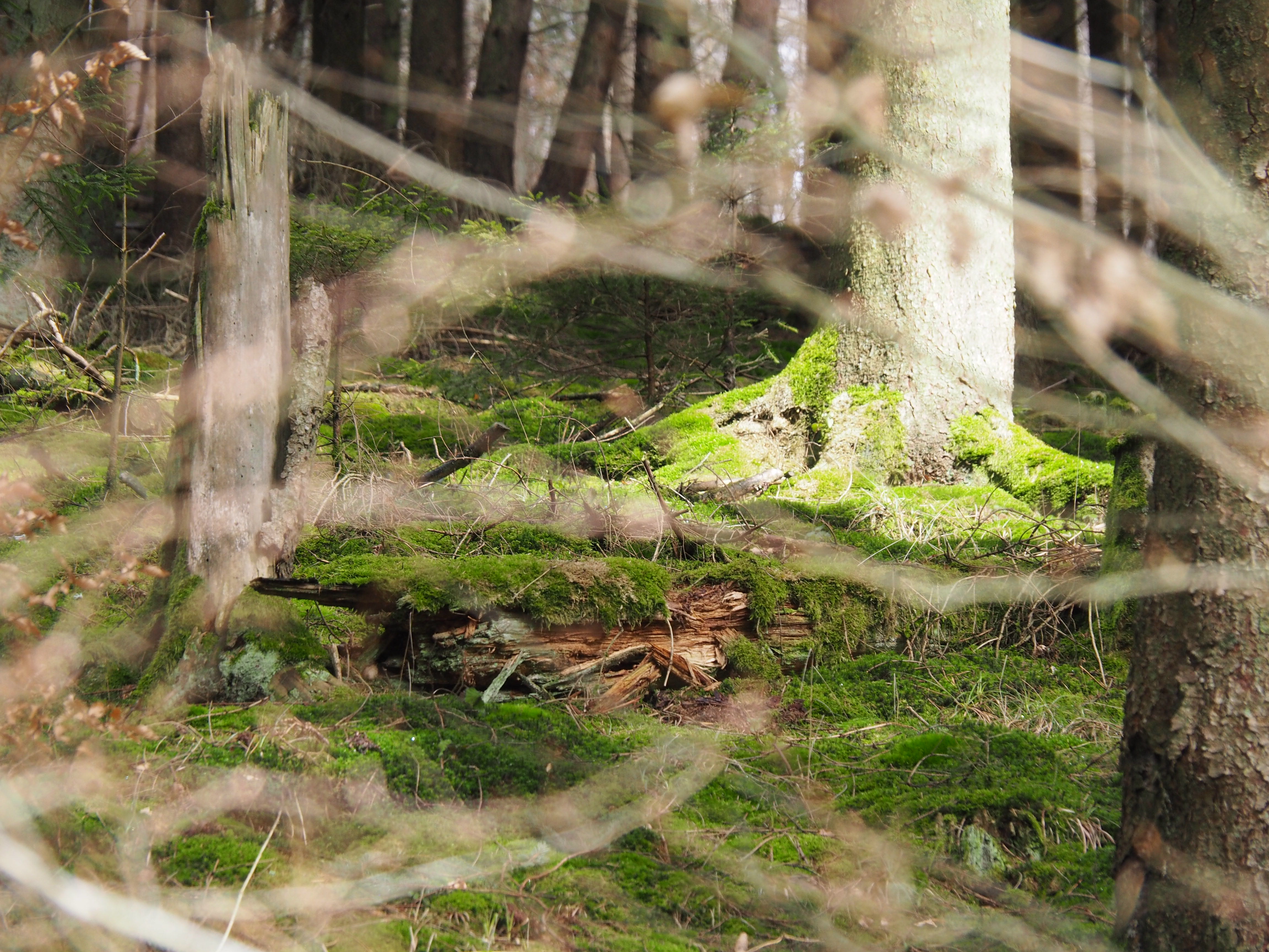 Verwunschener Wald mit Moos