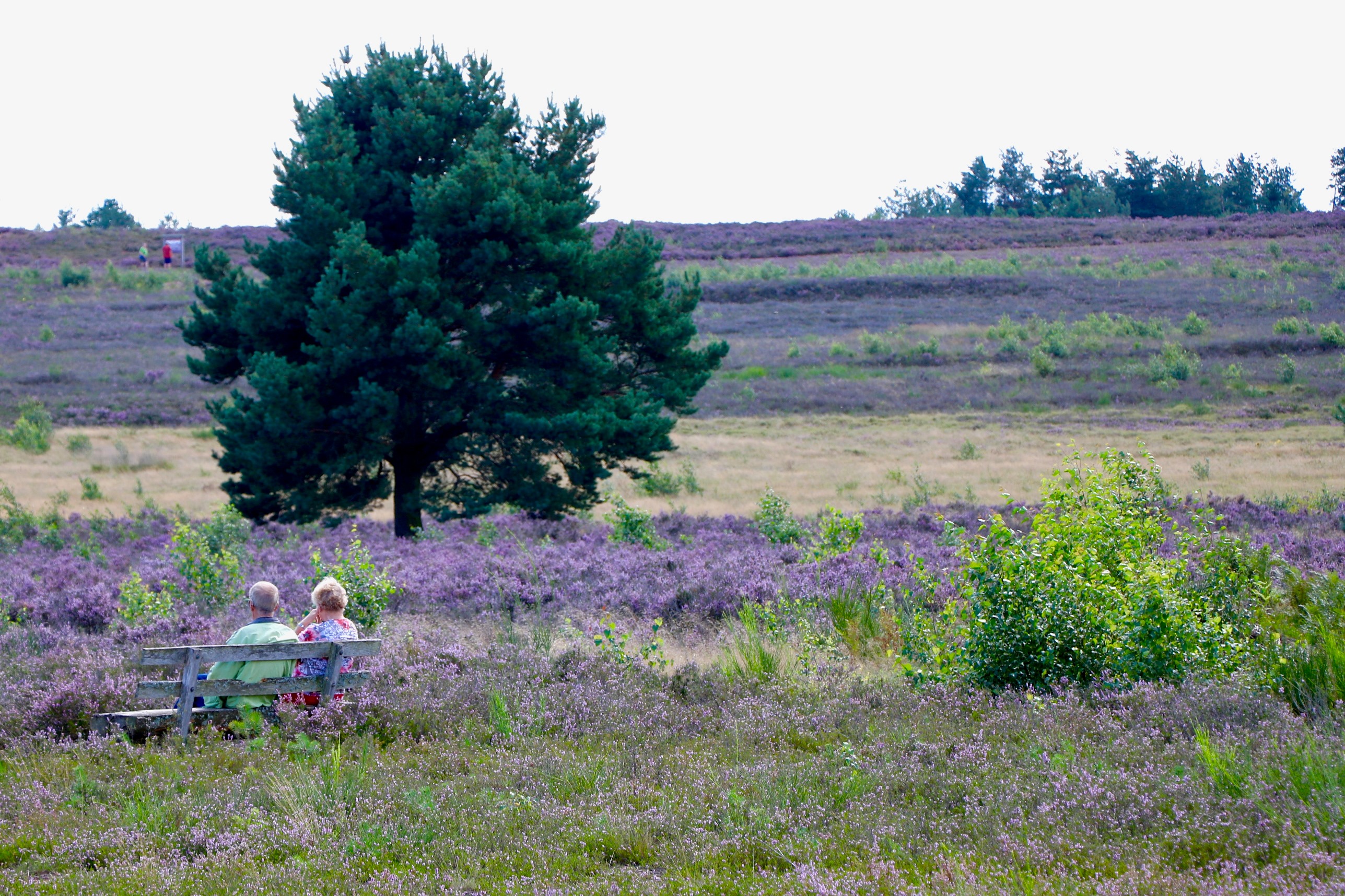 Erikablüte in der Mehlinger Heide