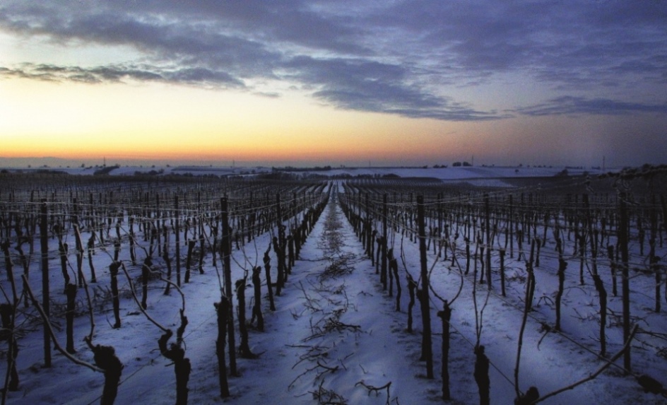 Sonnenaufgang auf der Grenzland-Tour in den winterlichen Weinbergen