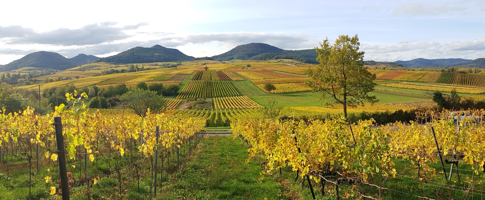 Blick vom Kalmitwingert im Herbst