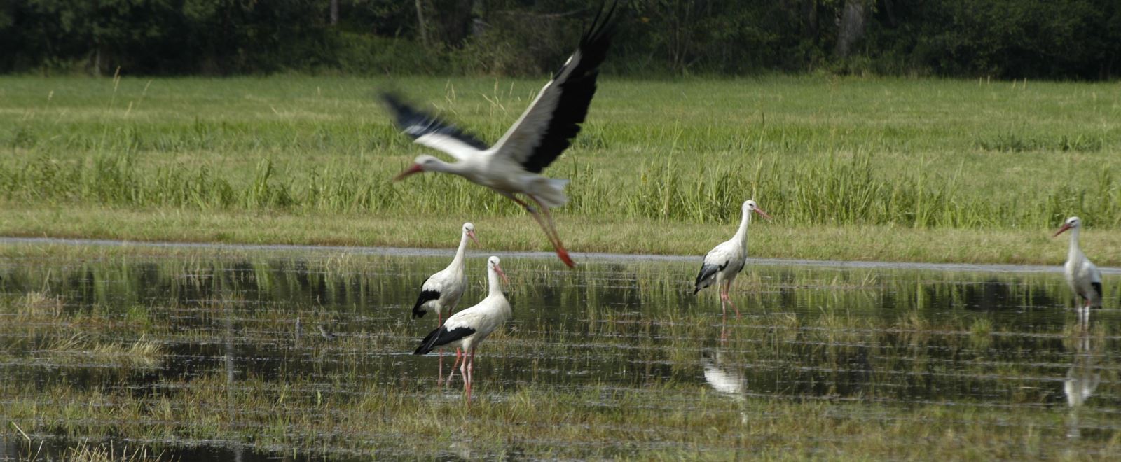 Störche auf einer Wiese