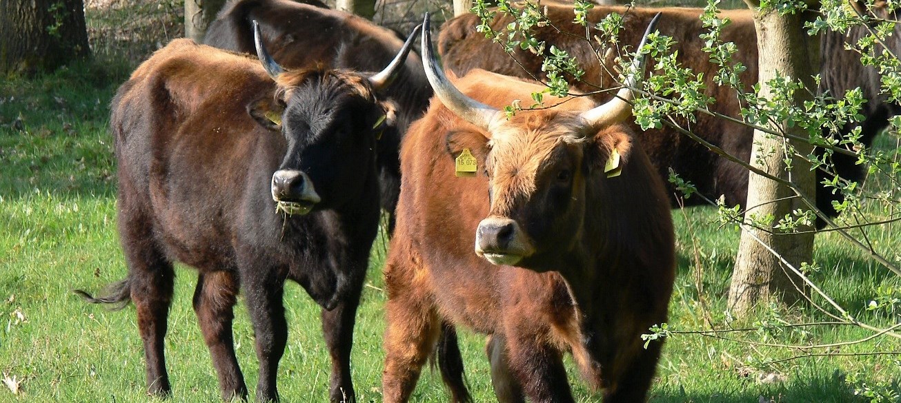 Rinder auf der Weide