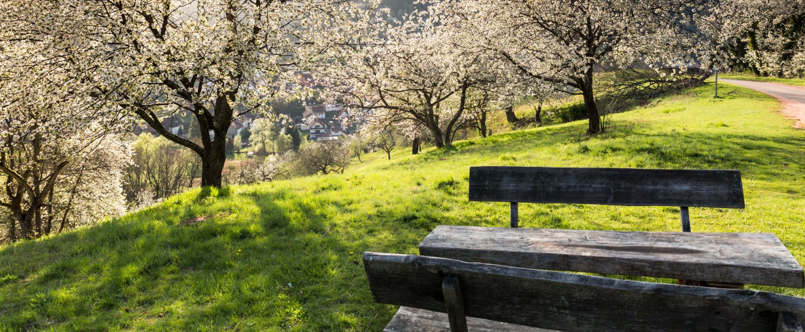 Blick auf eine Bank inmitten blühender Bäume