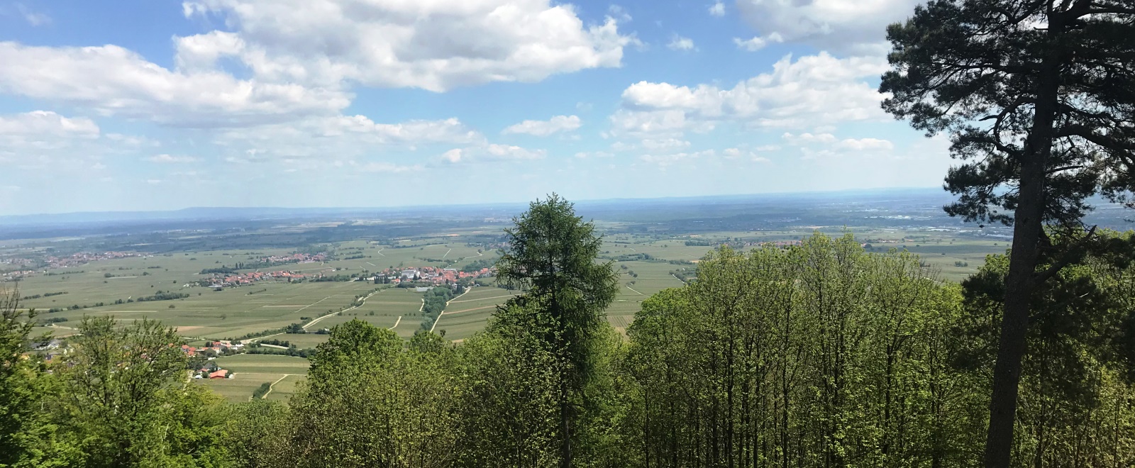 Blick von der Ringelsberghütte über die Rheinebene