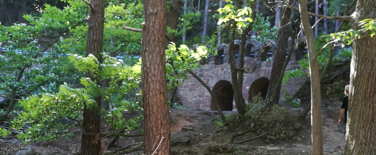 Blick in den Kastanienwald