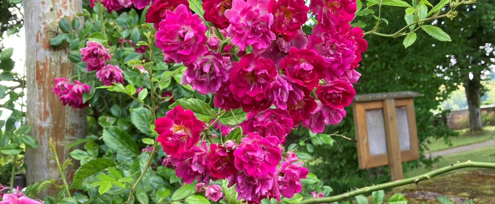 Blühende Rosen auf der Mainau Tour