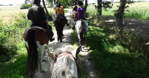 Wanderreitgruppe reitet gemeinsam einen Feldweg entlang