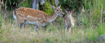 Wildparks Zwei Rehe in der Natur
