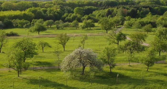 Blick auf Streuobstwiese