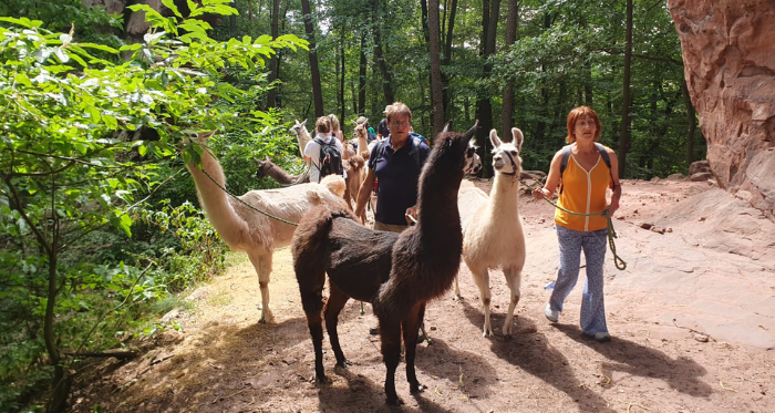 Wandergruppe unterwegs mit Lamas zwischen den Bergen