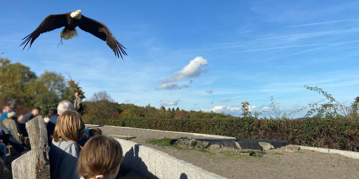 Greifvogel im Freiflug Greifvogel im Freiflug bei einer Flugschau im Wildpark