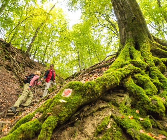 Dieterswald an der Teufelstour